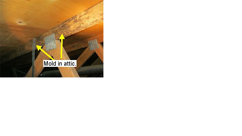 Mold in attic